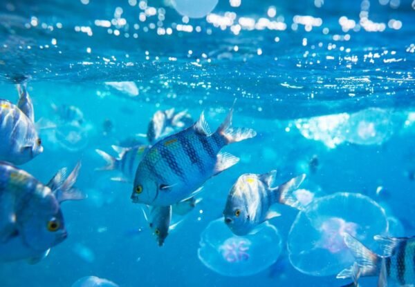 Snorkeling u Ras Muhamedu iz Šarm El Šeika